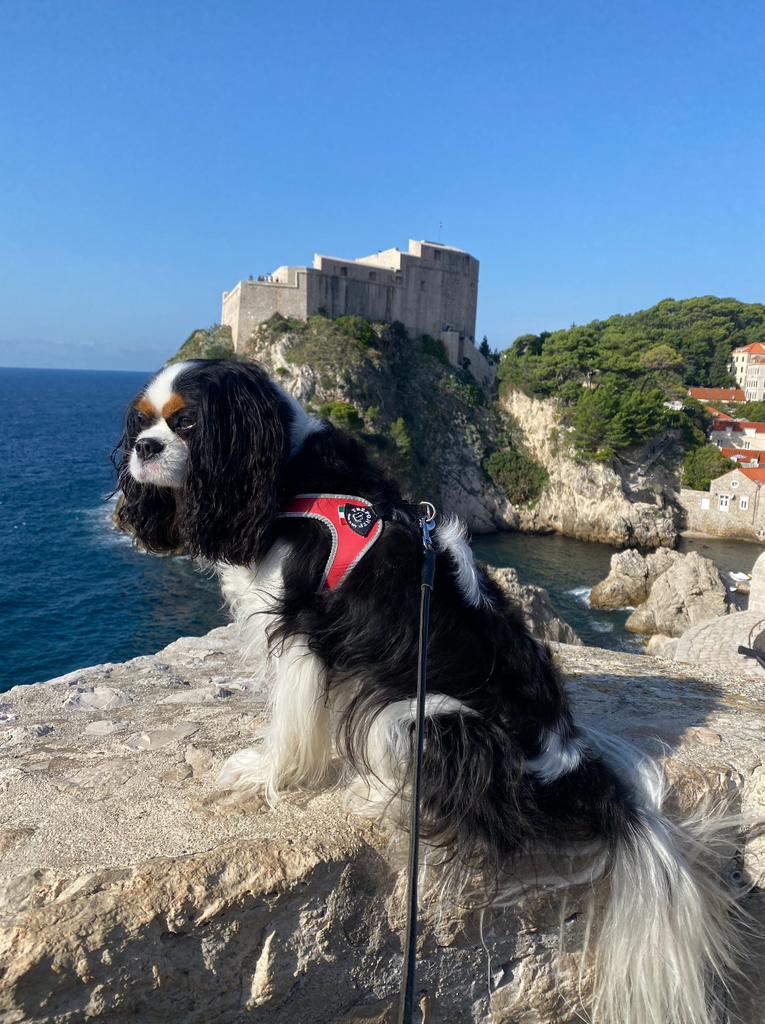 Dog friendly Dubrovnik, Croatia
