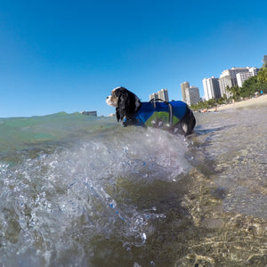 How to Travel With Your Dog to Hawaii