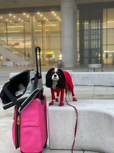 10 Tips for Preparing Your Dog For Airplane Travel