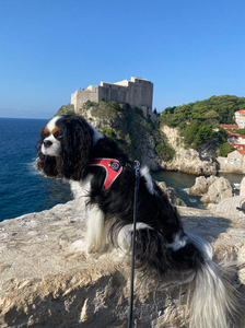 Dog friendly Dubrovnik, Croatia